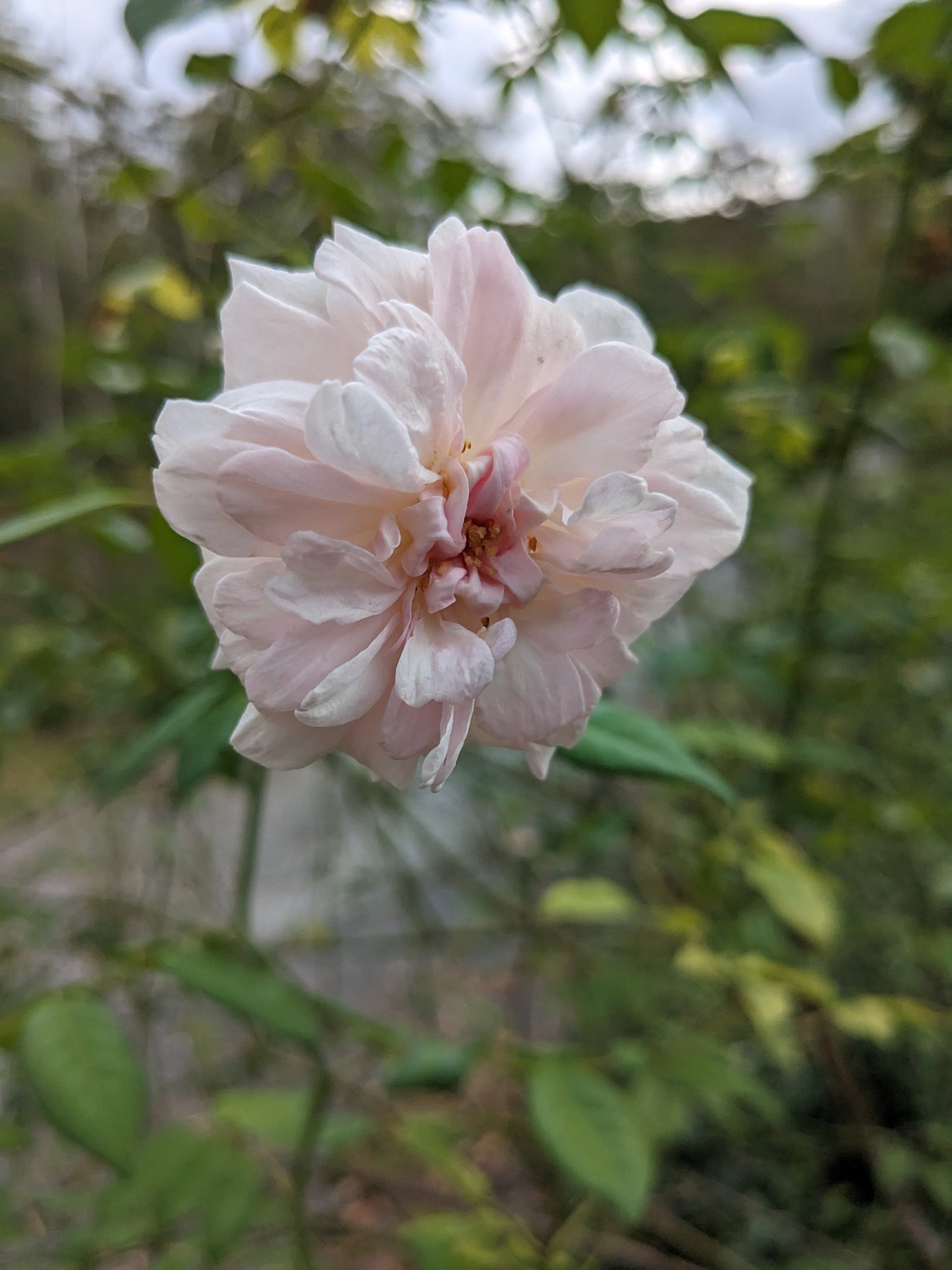 Rose 'Cécile Brünner'