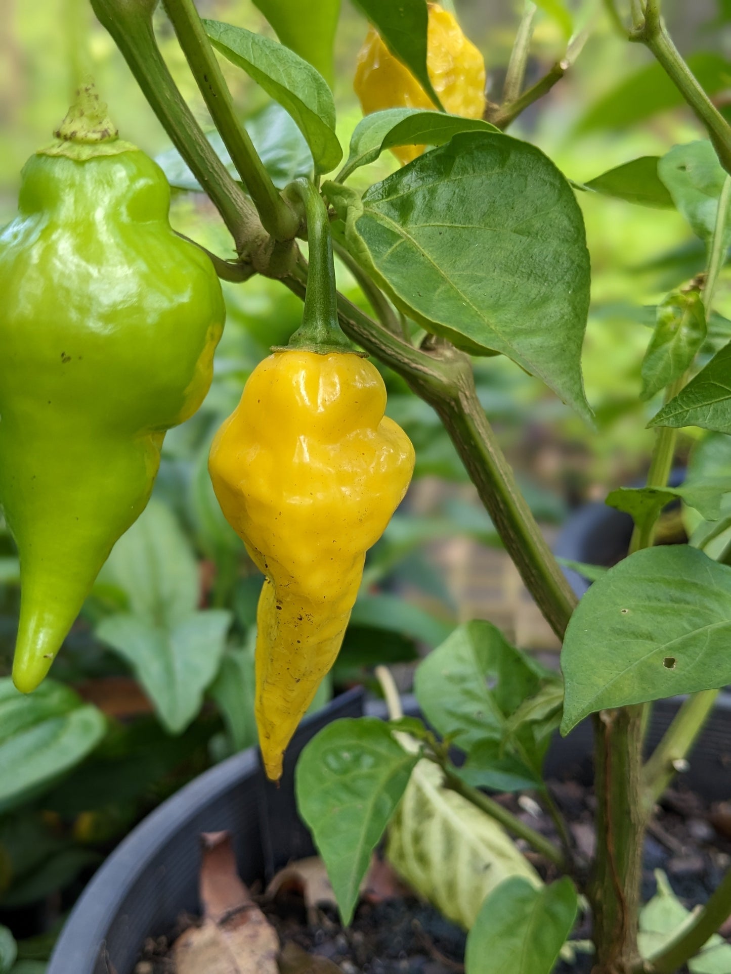 Chilli Aji Limon