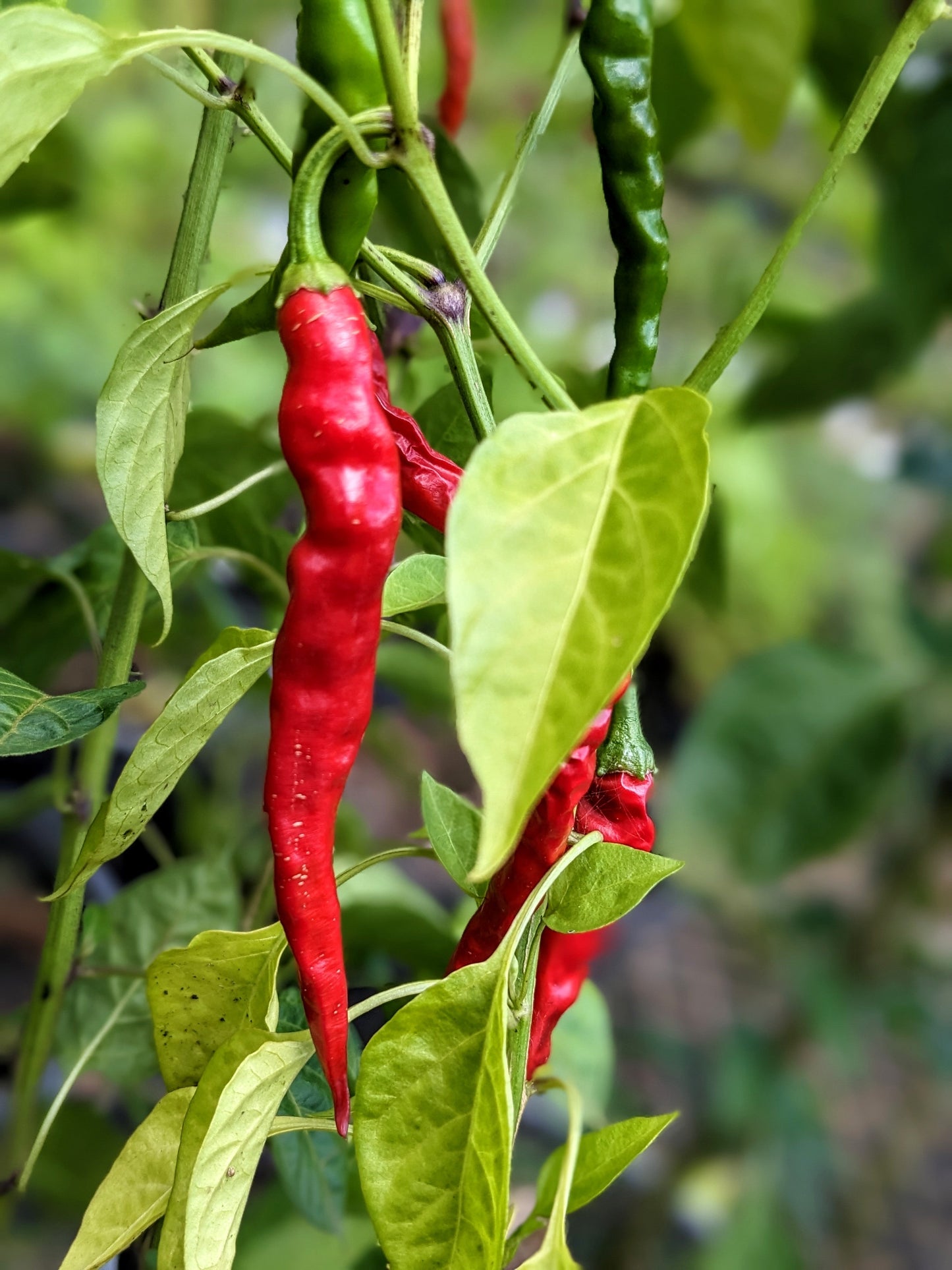 Chilli Cayenne