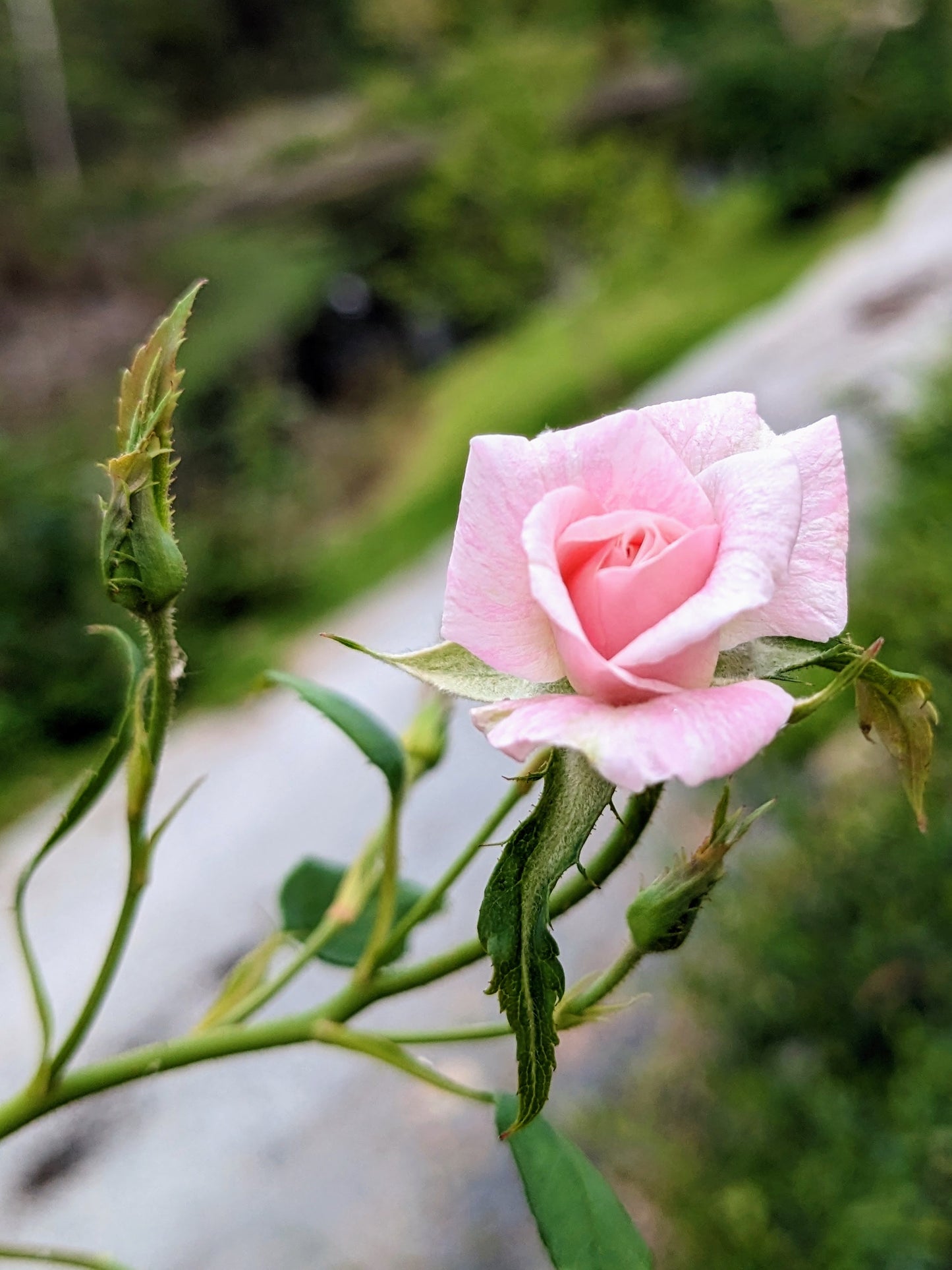 Rose 'Cécile Brünner'