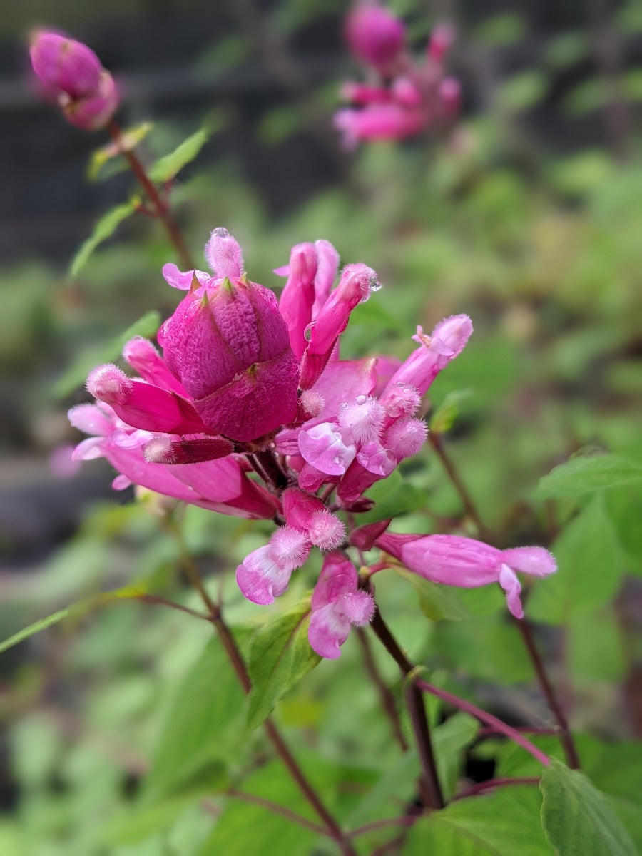 Salvia involucrata 'Bethellii'