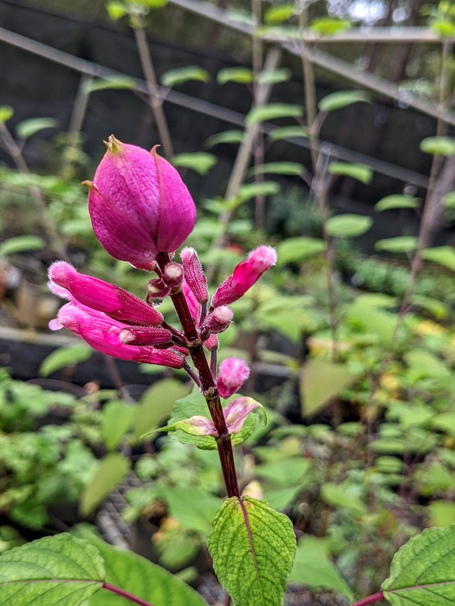 Salvia involucrata 'Bethellii'