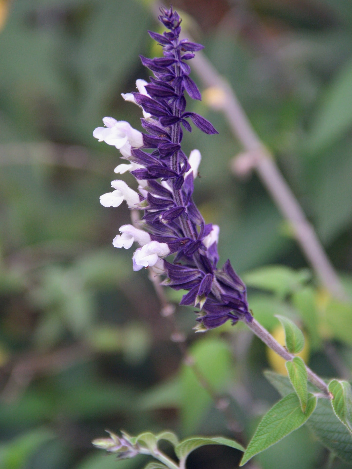 Salvia 'Meigan's Magic'
