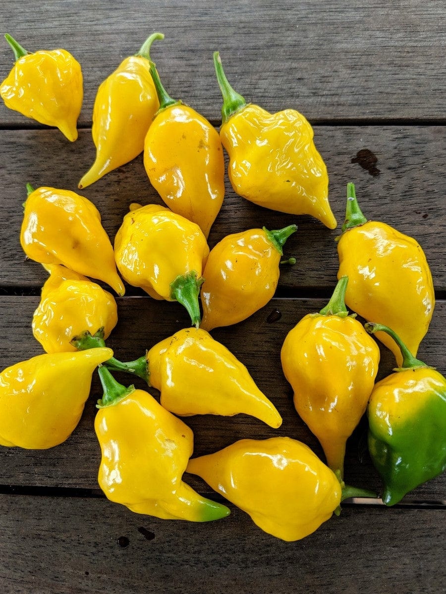 Chilli Aji Limon