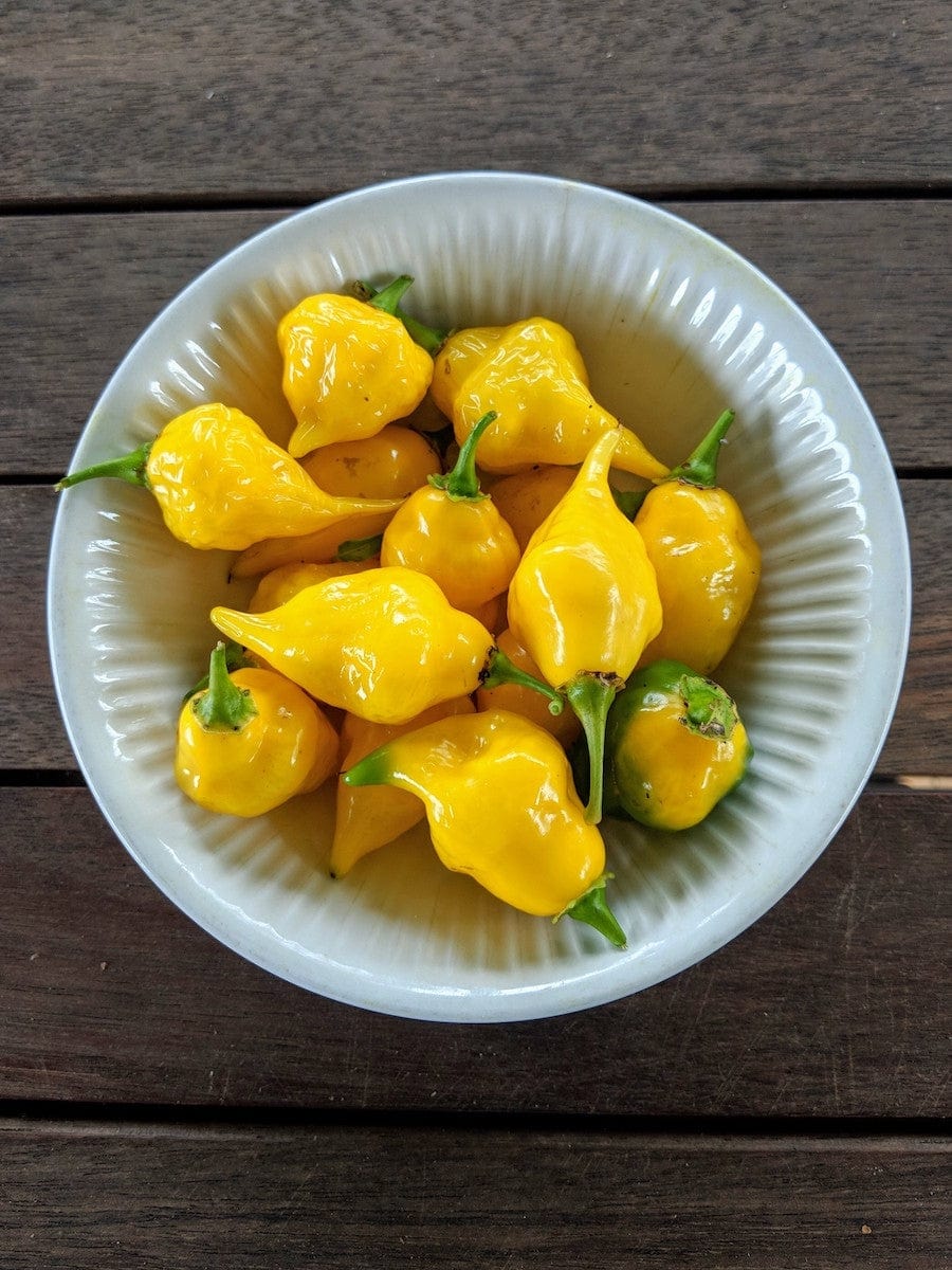 Chilli Aji Limon