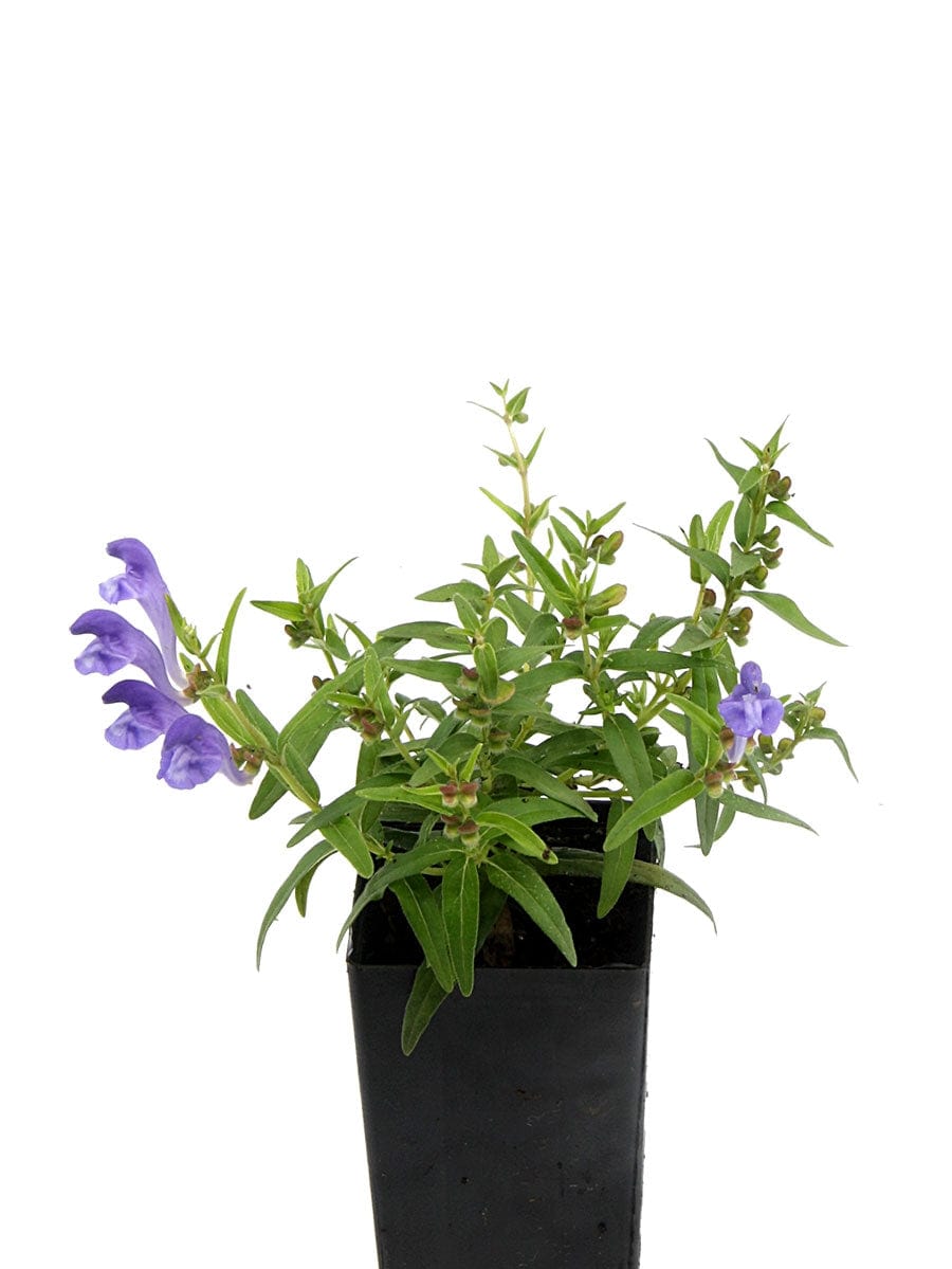 Baikal Skullcap