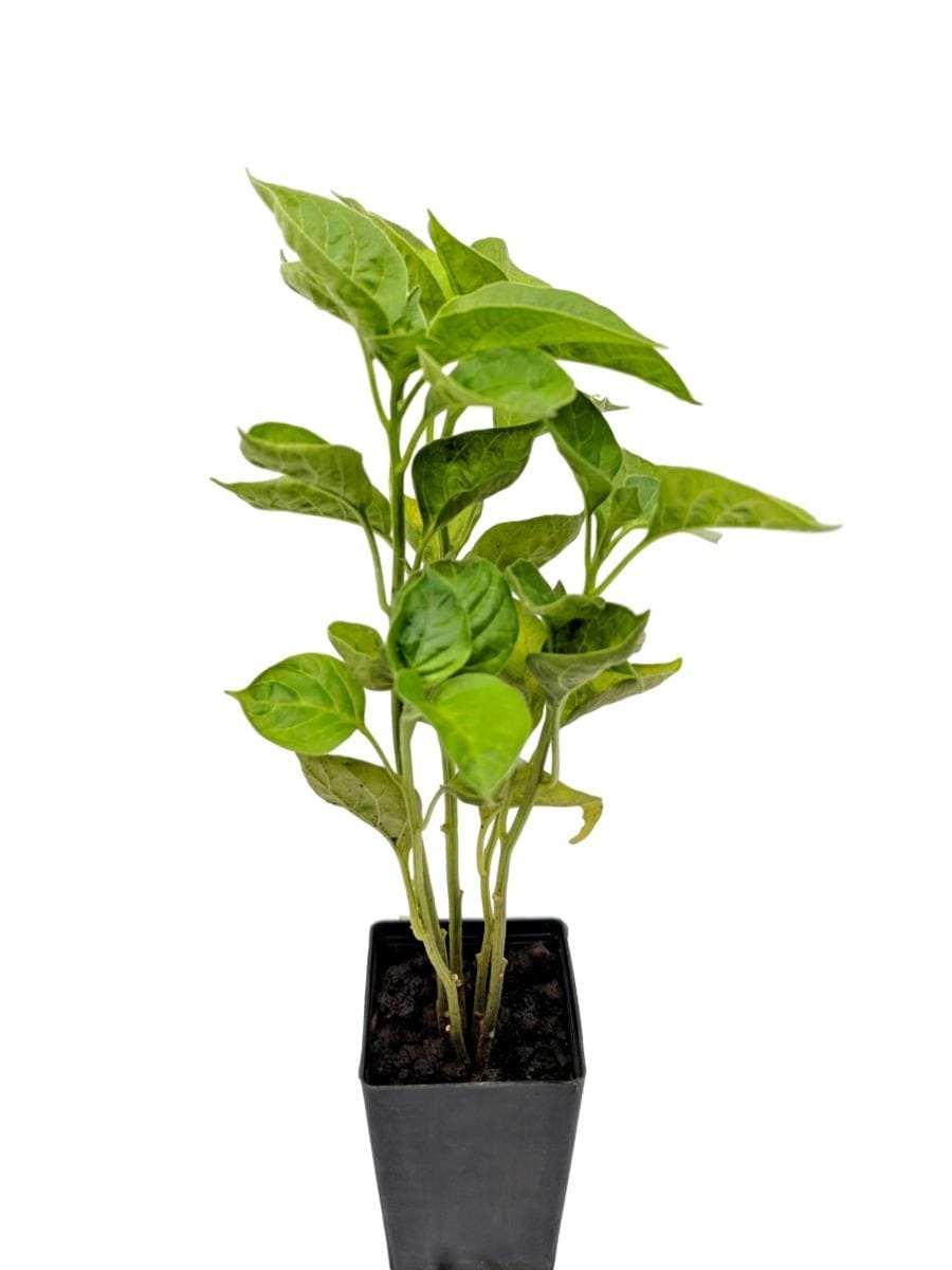 Chilli Bell Lantern