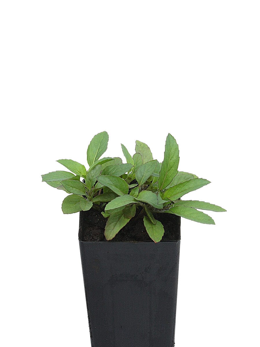Bergamot - Lemon Bergamot