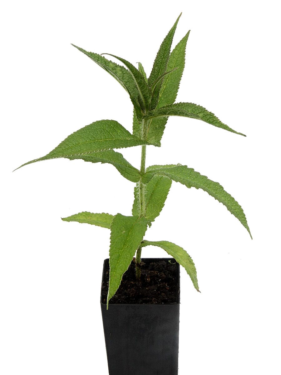 Boneset