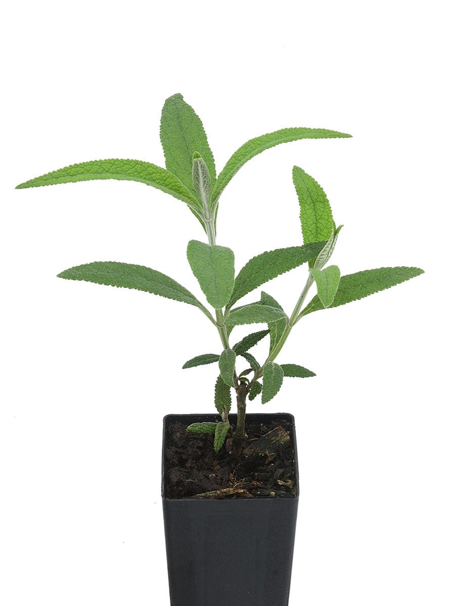 Buddleja globosa