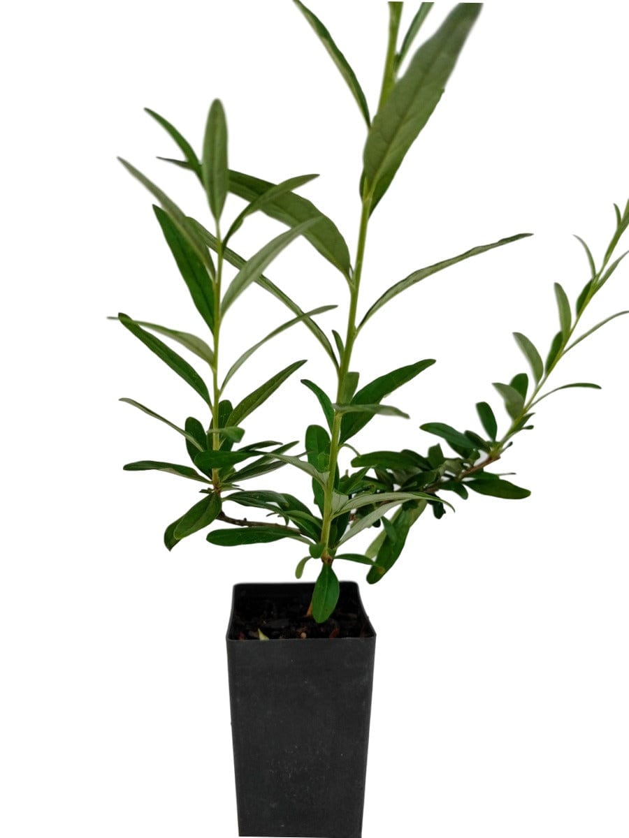 Buddleja alternifolia