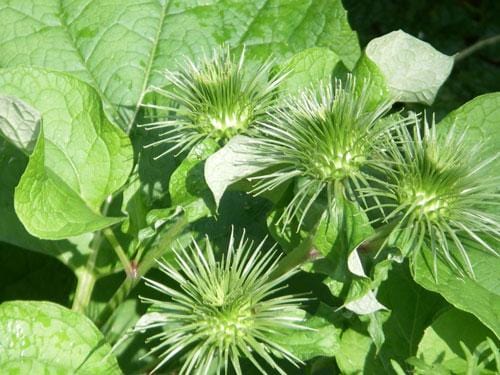 burdock plant