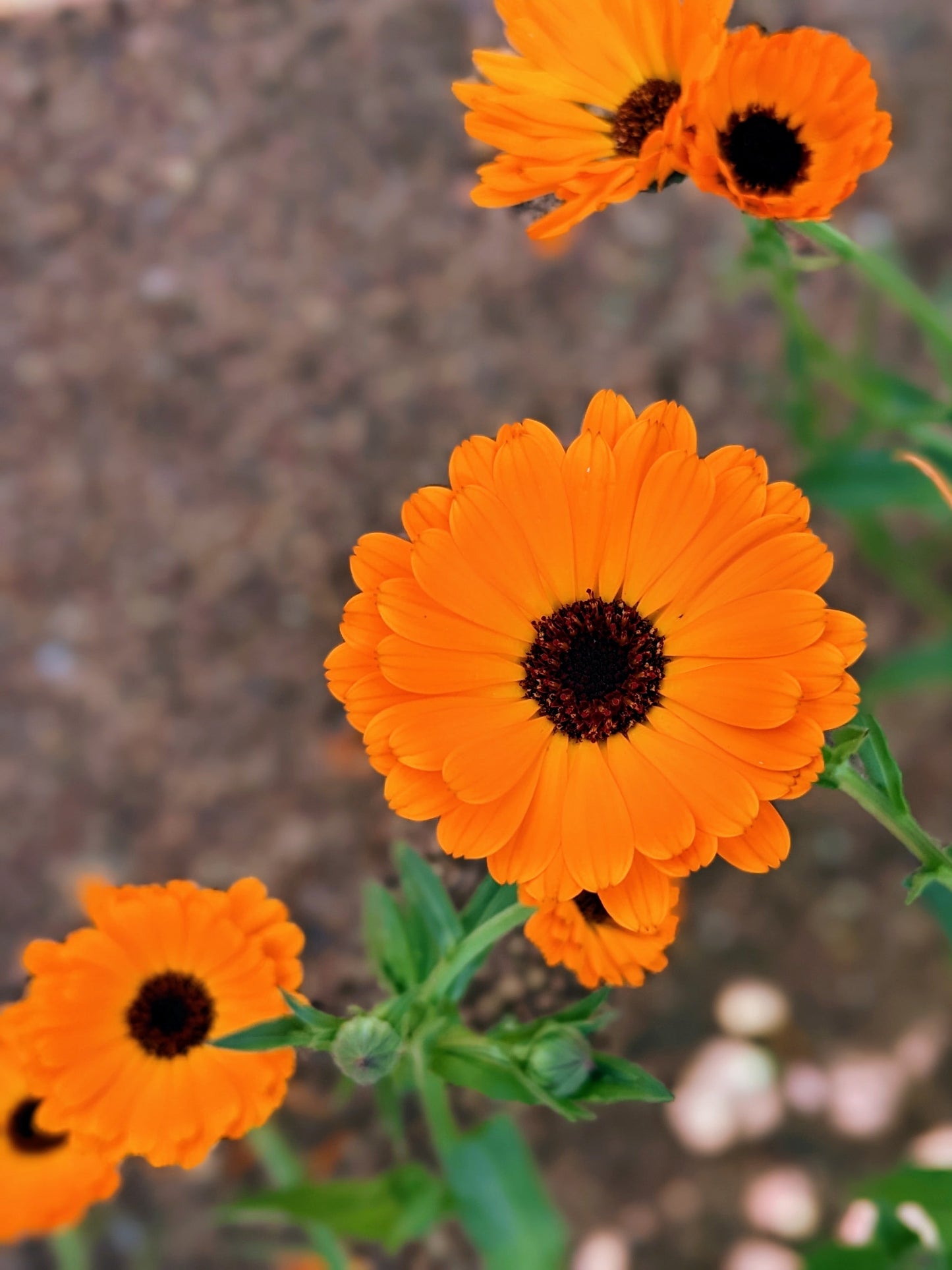 Calendula