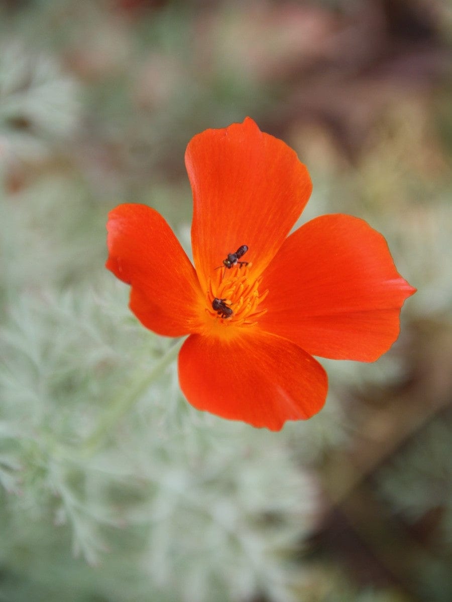 california poppy flower