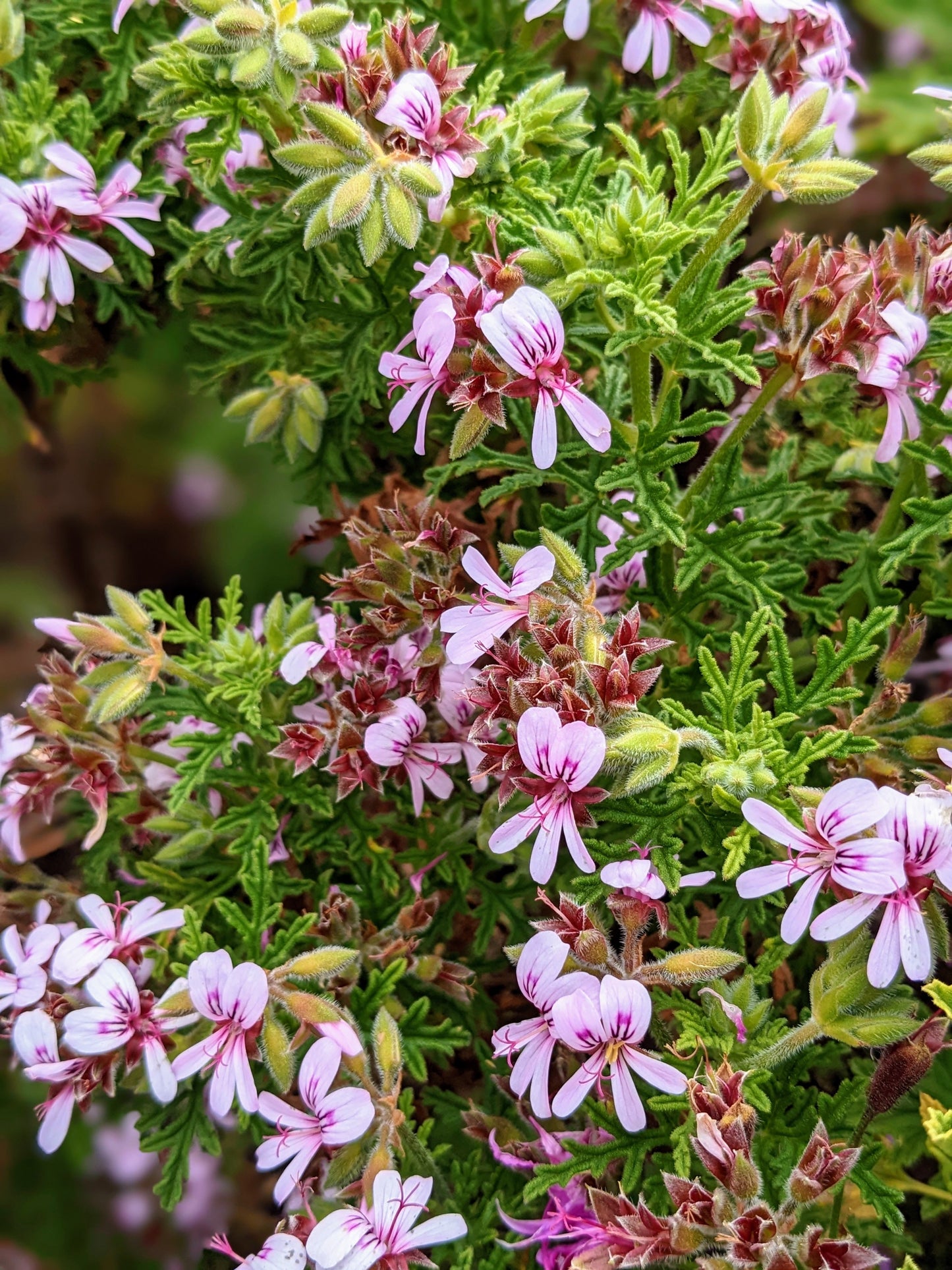 Scented Geranium Candy Dancer
