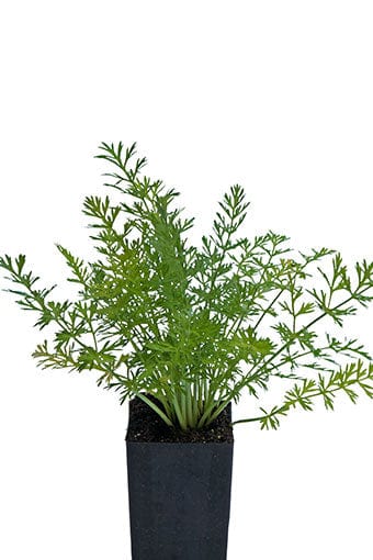 Caraway