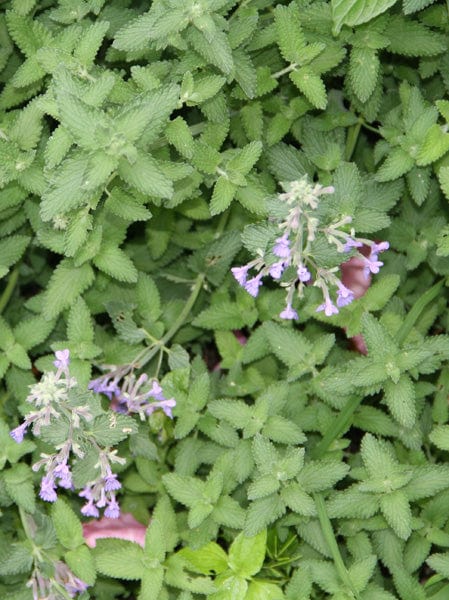 Catmint - Walker's Blue