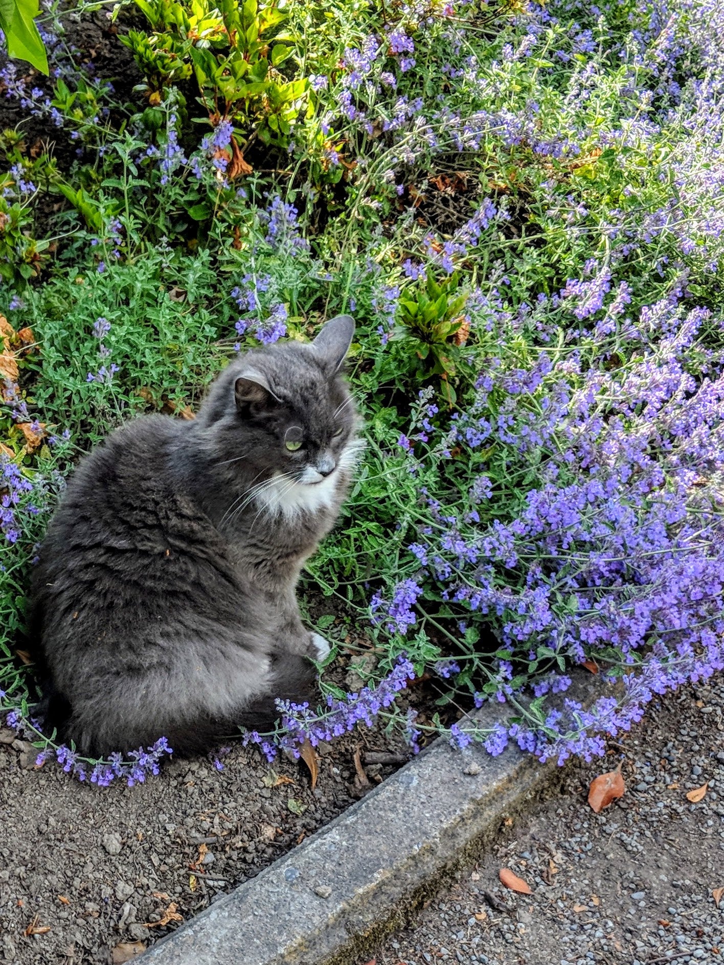 Catmint - Walker's Blue