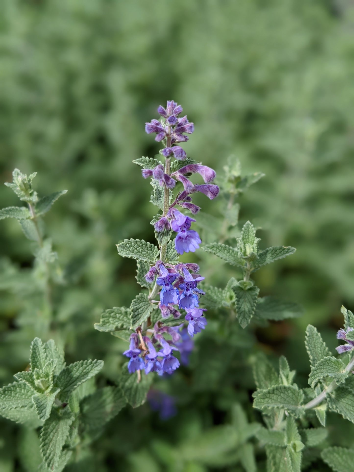 Catmint - Walker's Blue