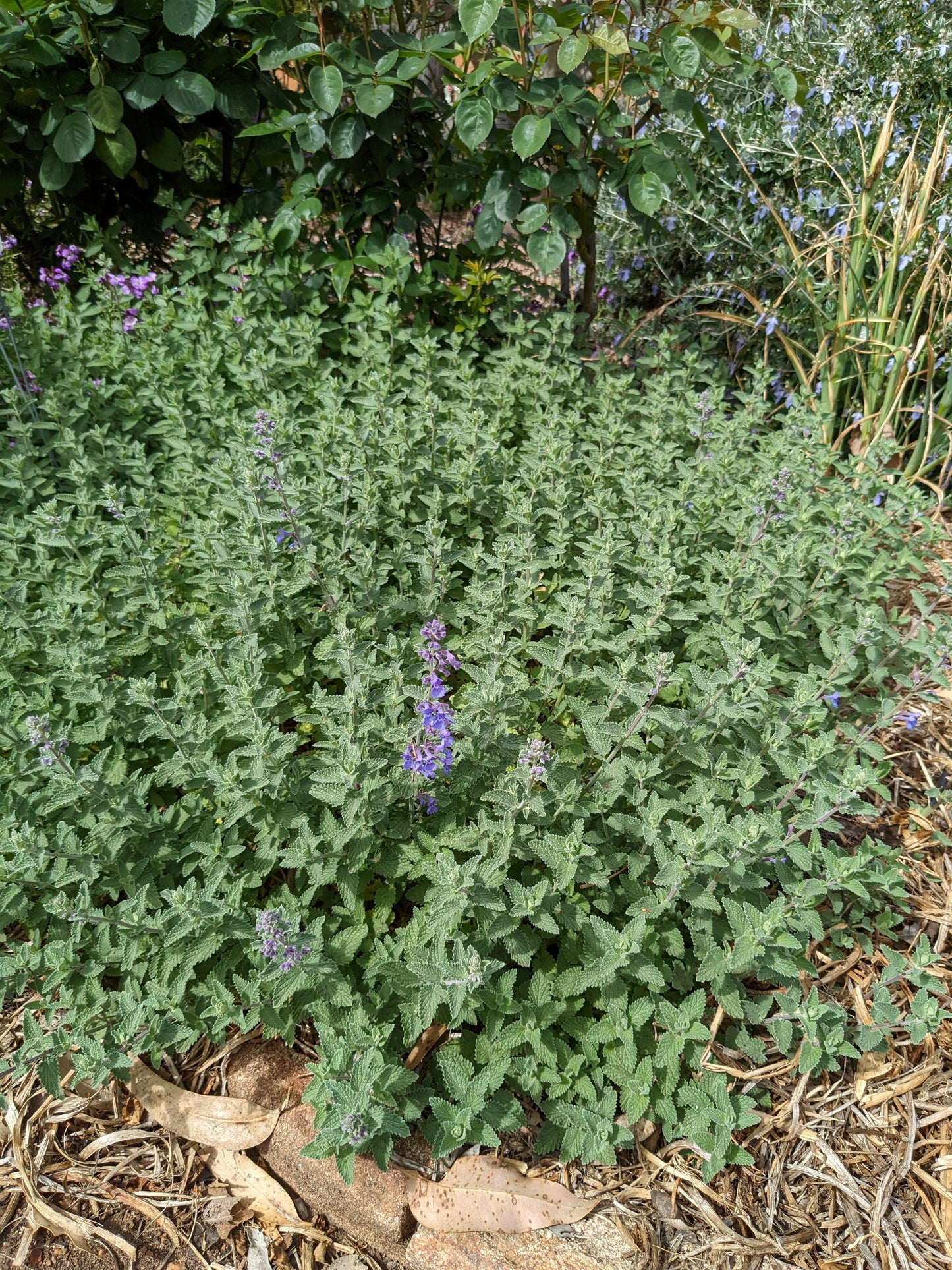 Catmint - Walker's Blue