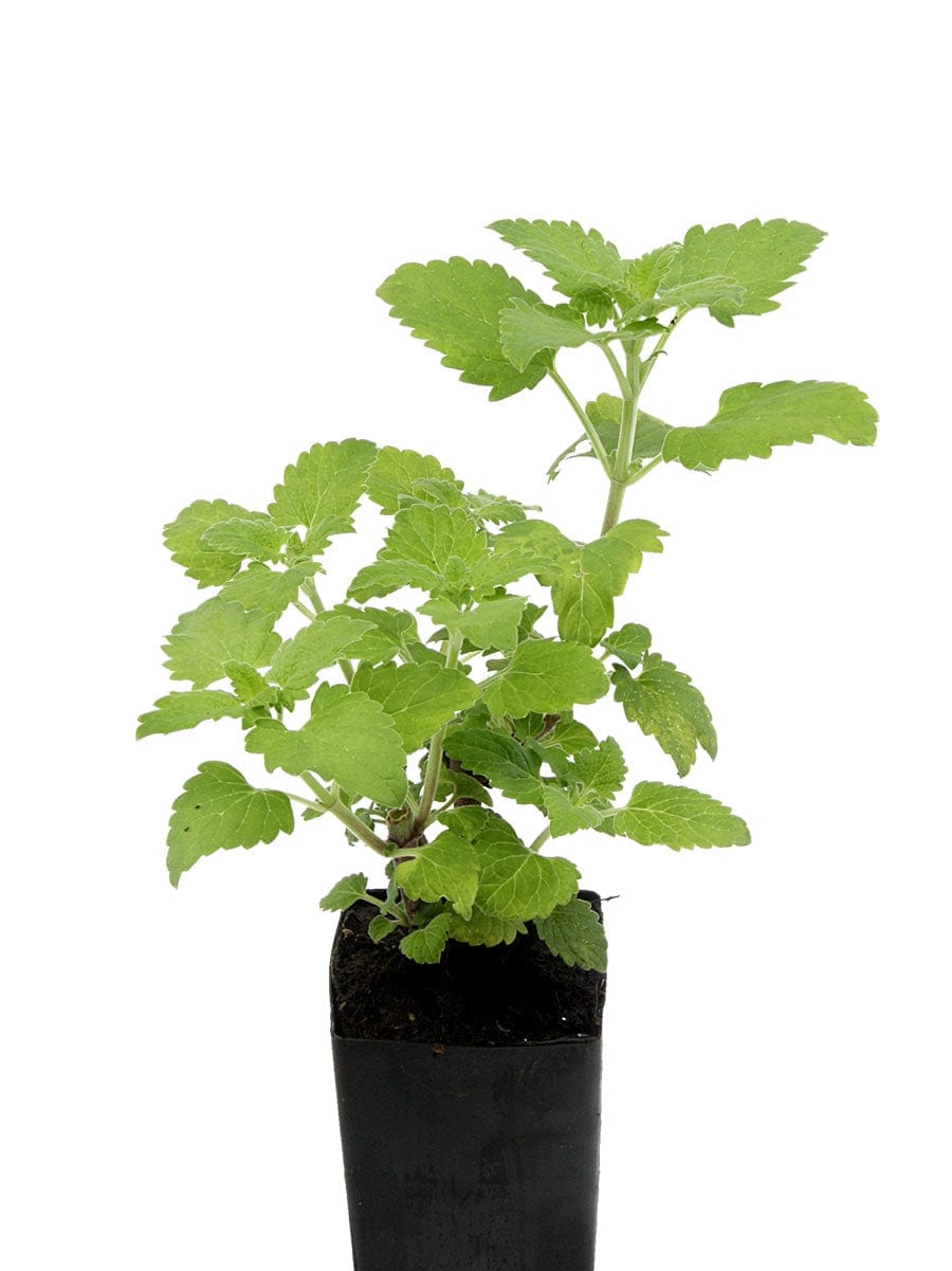 Catnip Lemon