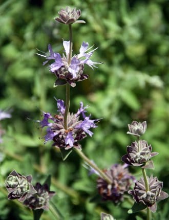 Salvia 'Celestial Blue'