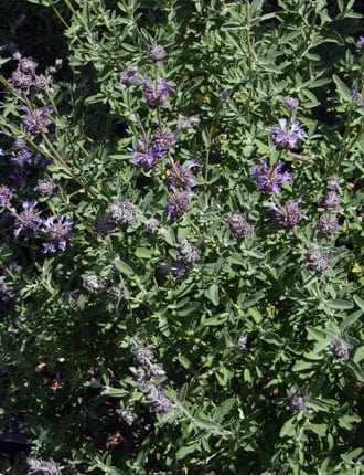 Salvia 'Celestial Blue'