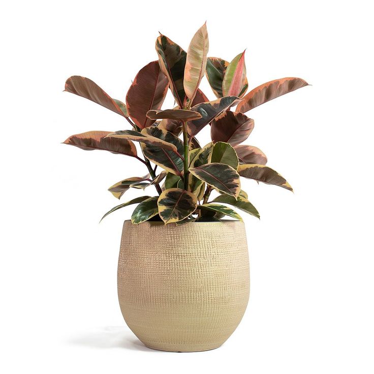 R Plant Pot Sand Gold