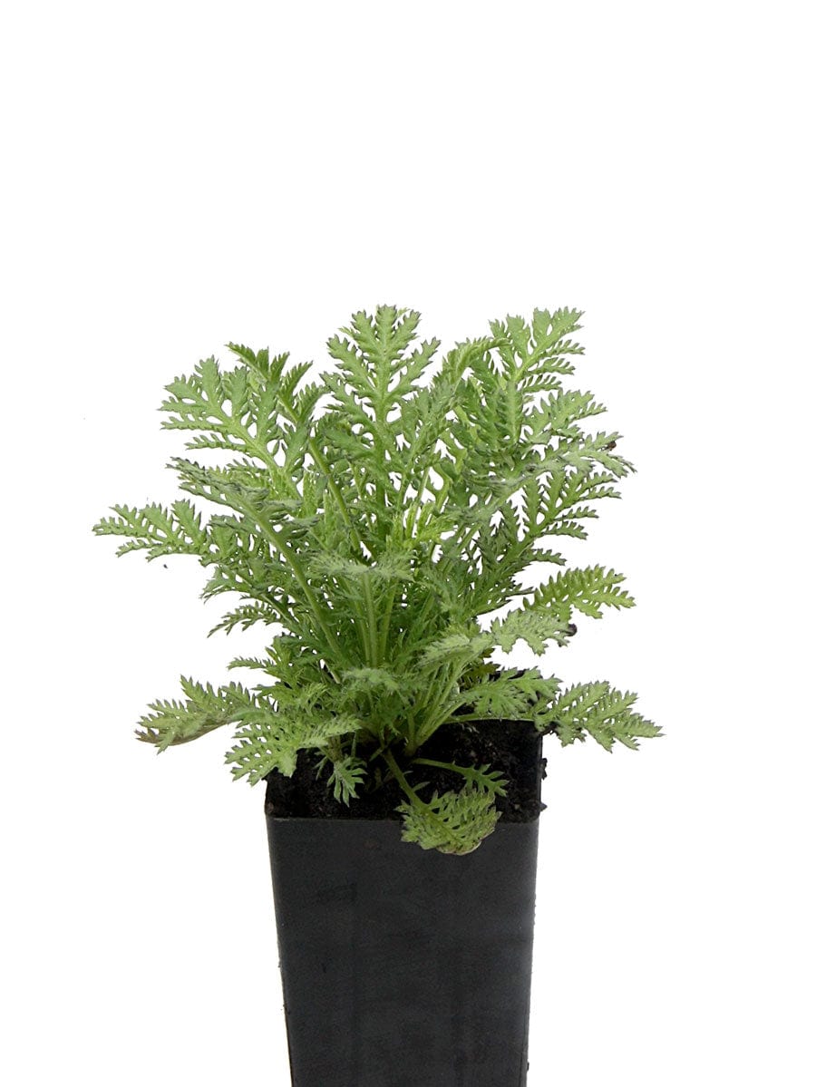 Chamomile Dyers