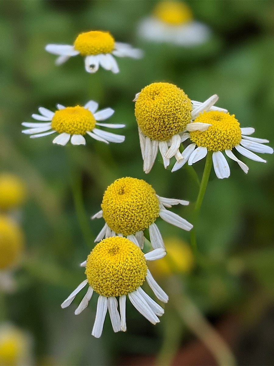 chamomile flower