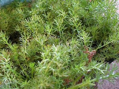 Chamomile Lawn