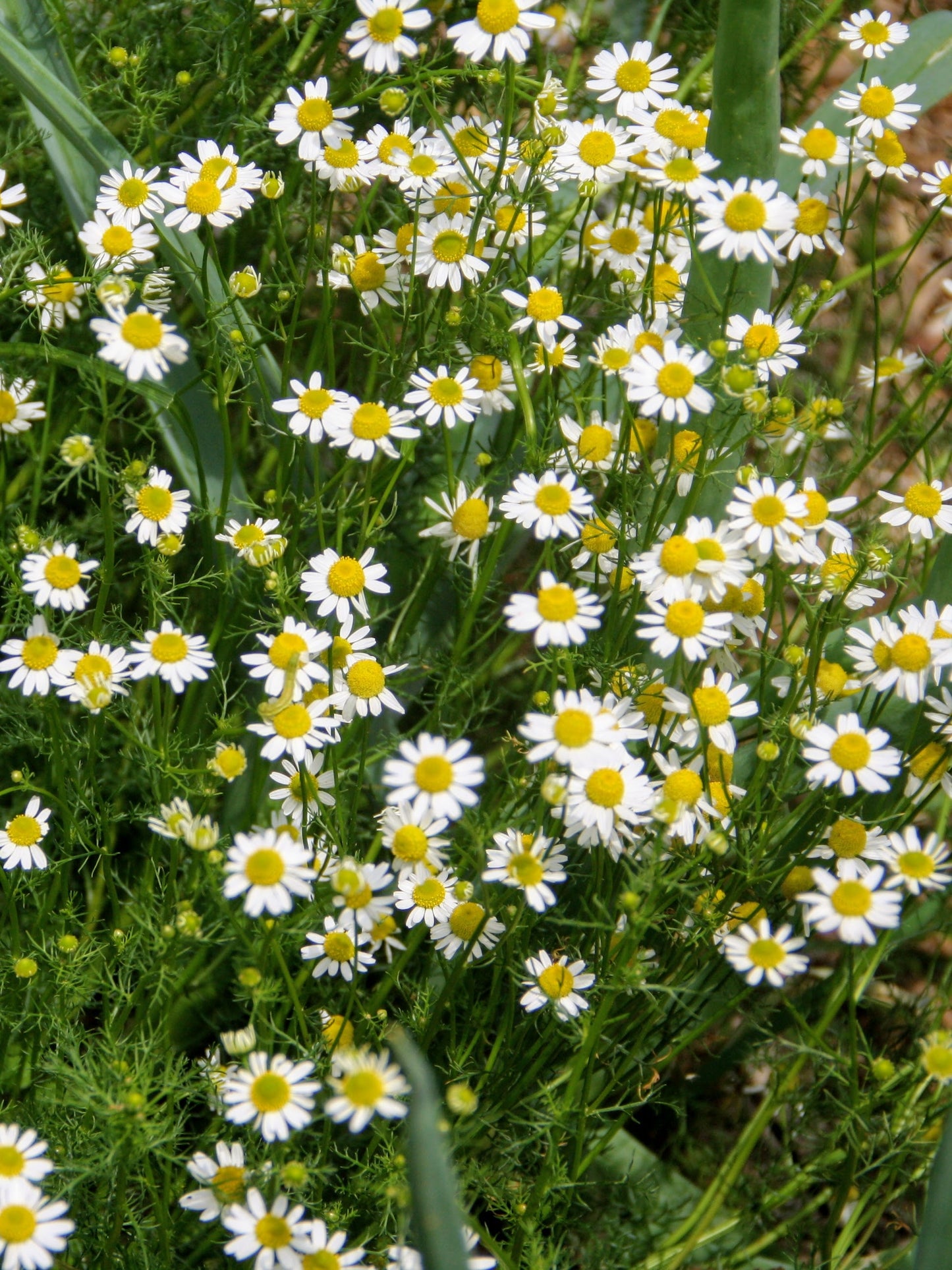 Chamomile German