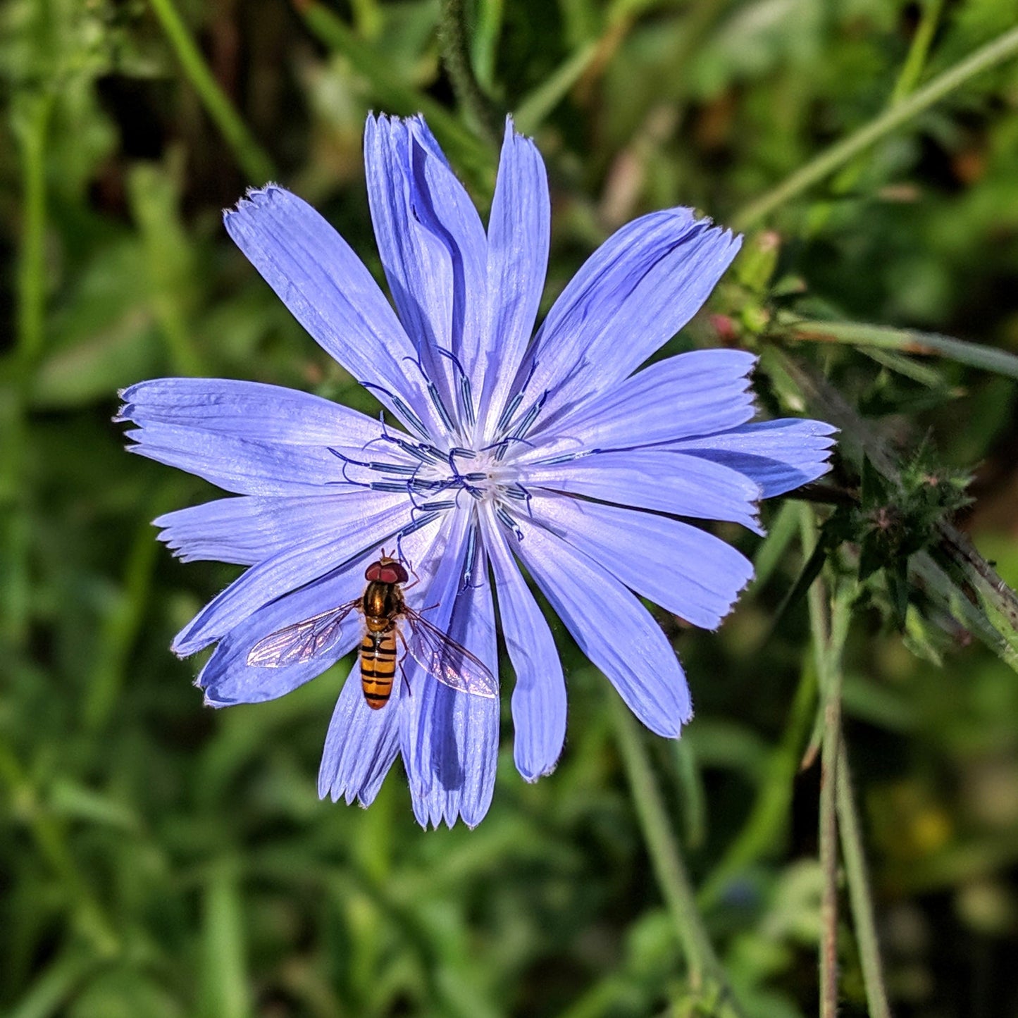 Chicory Wild