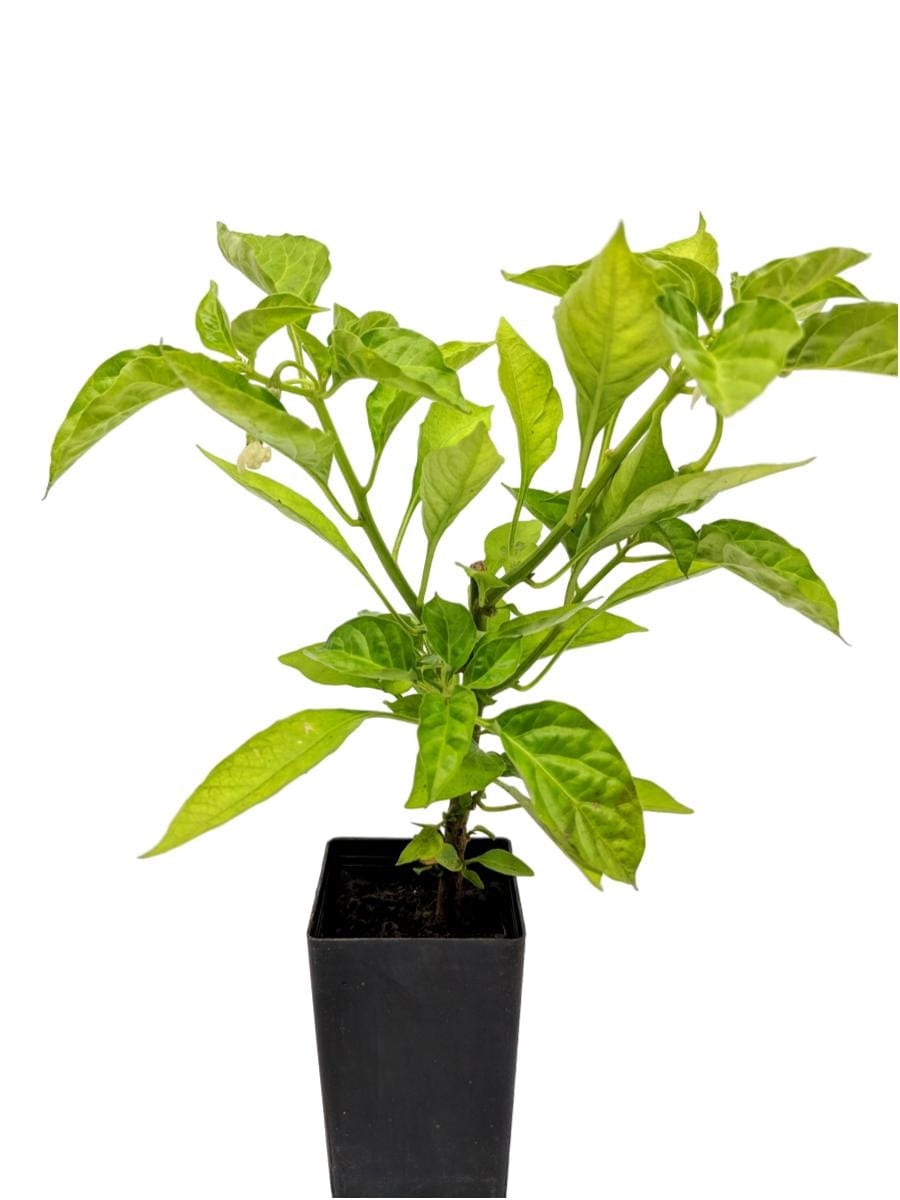 Chilli Habanero Red