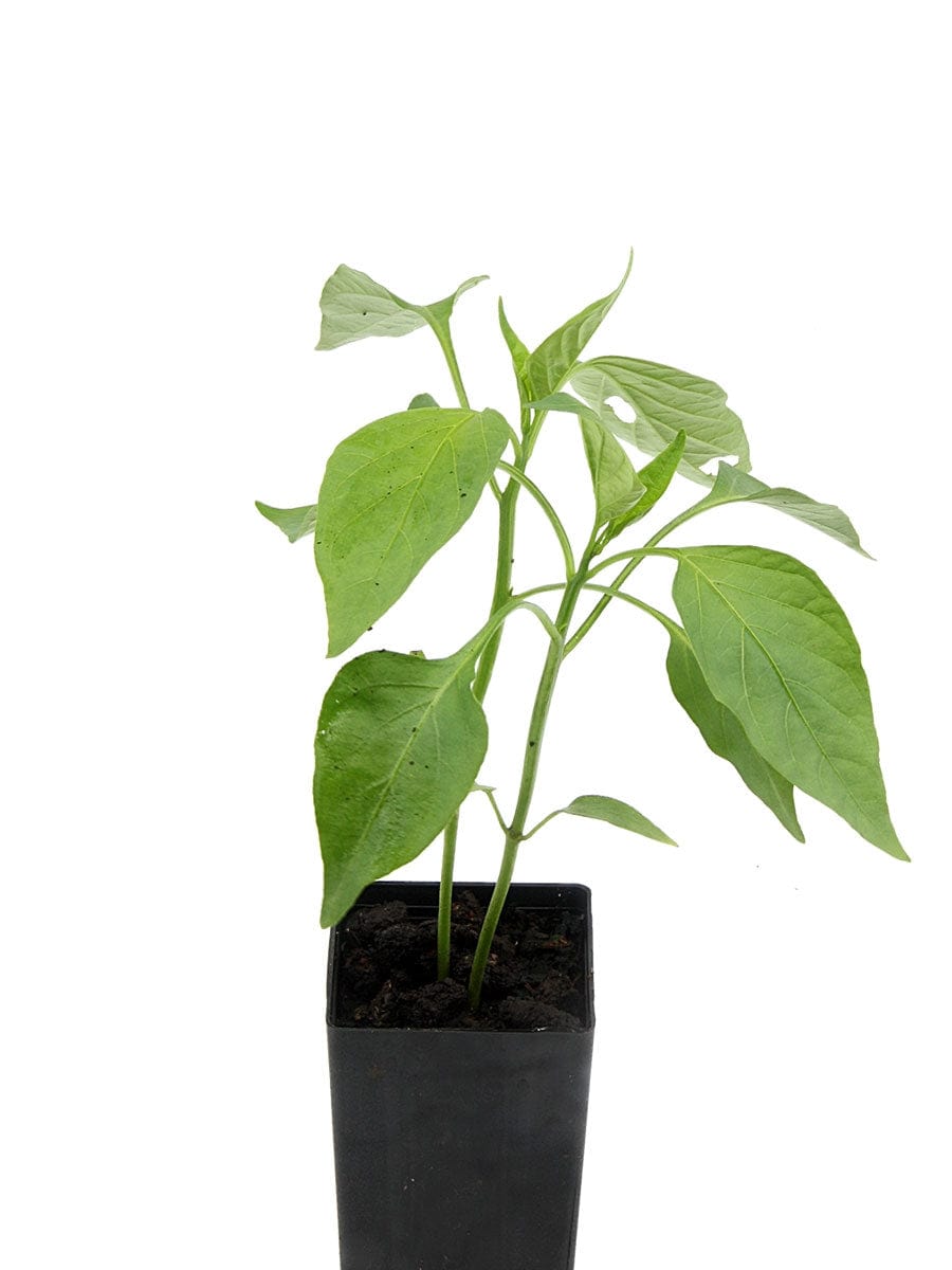Chilli Jalapeno