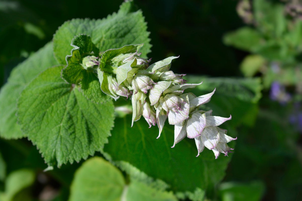 Salvia sclarea 'Clary Sage'