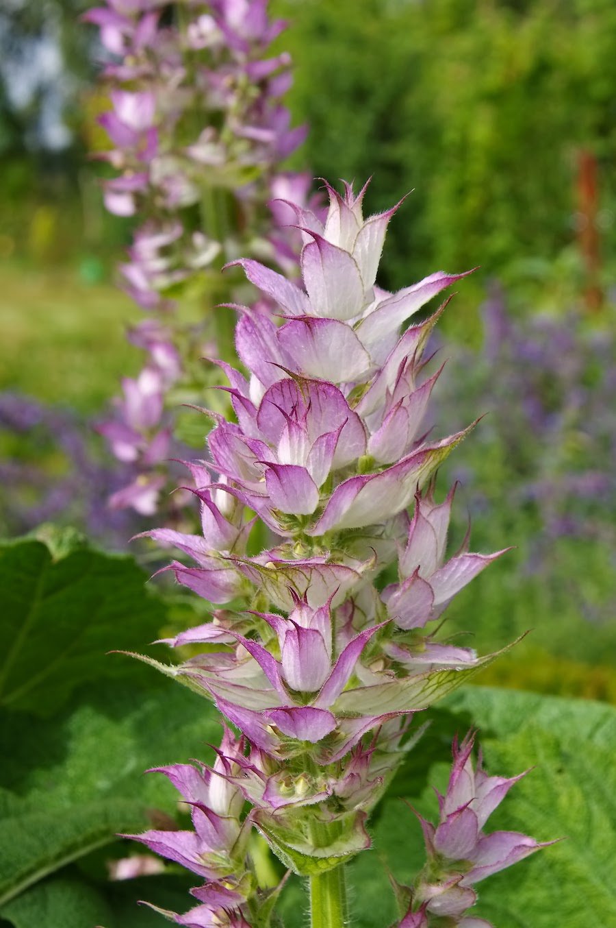 Salvia sclarea 'Clary Sage'