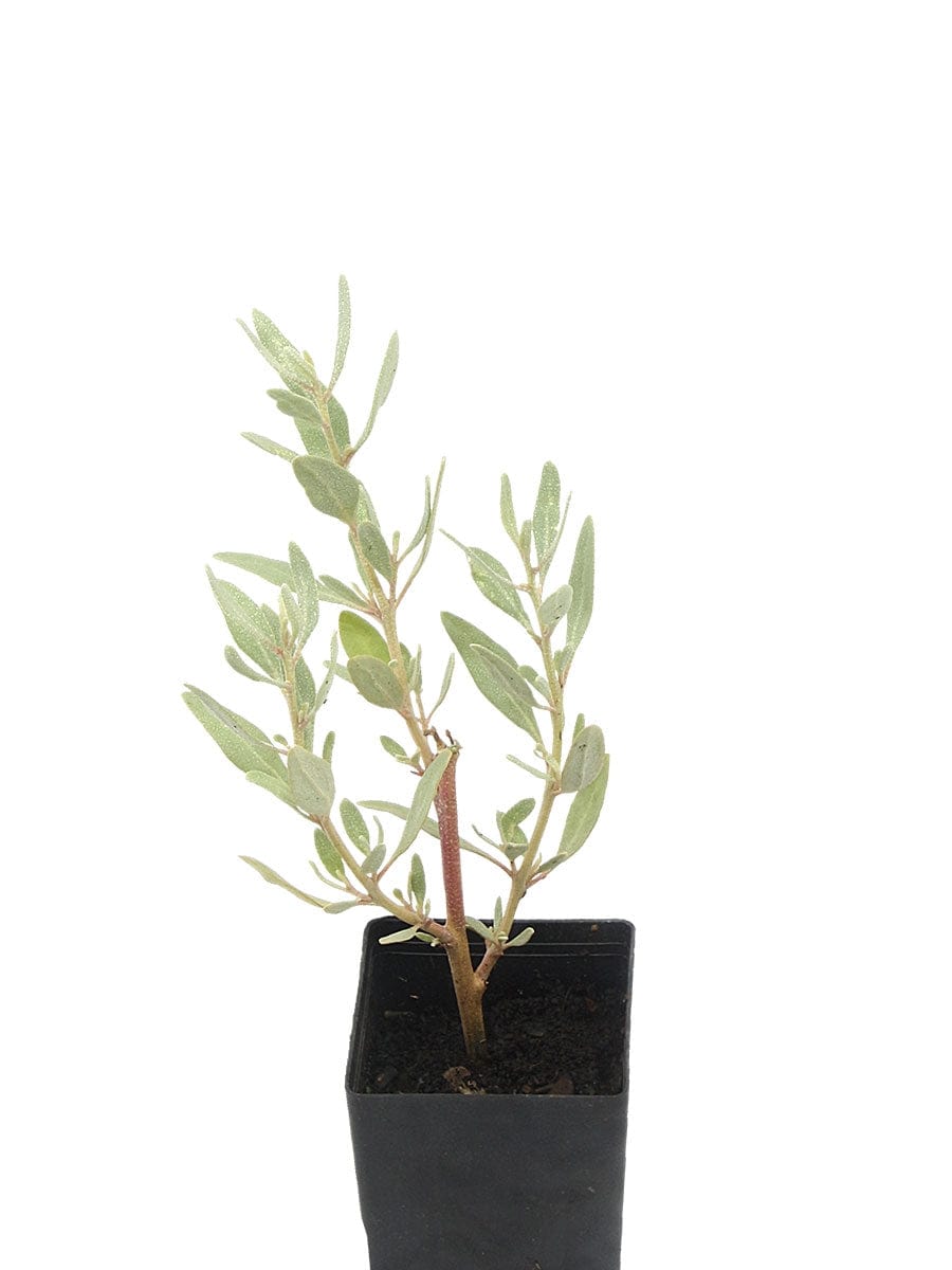 Coastal Saltbush