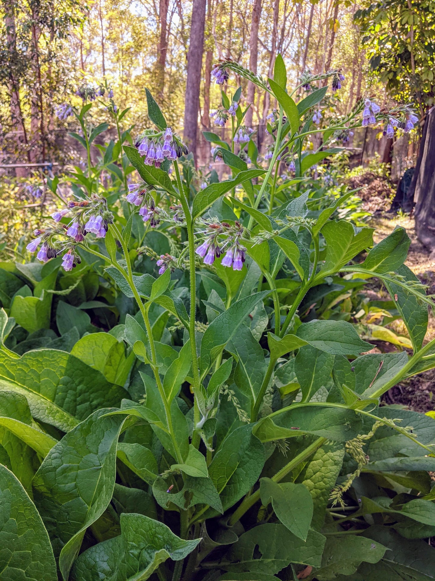 Comfrey Plant