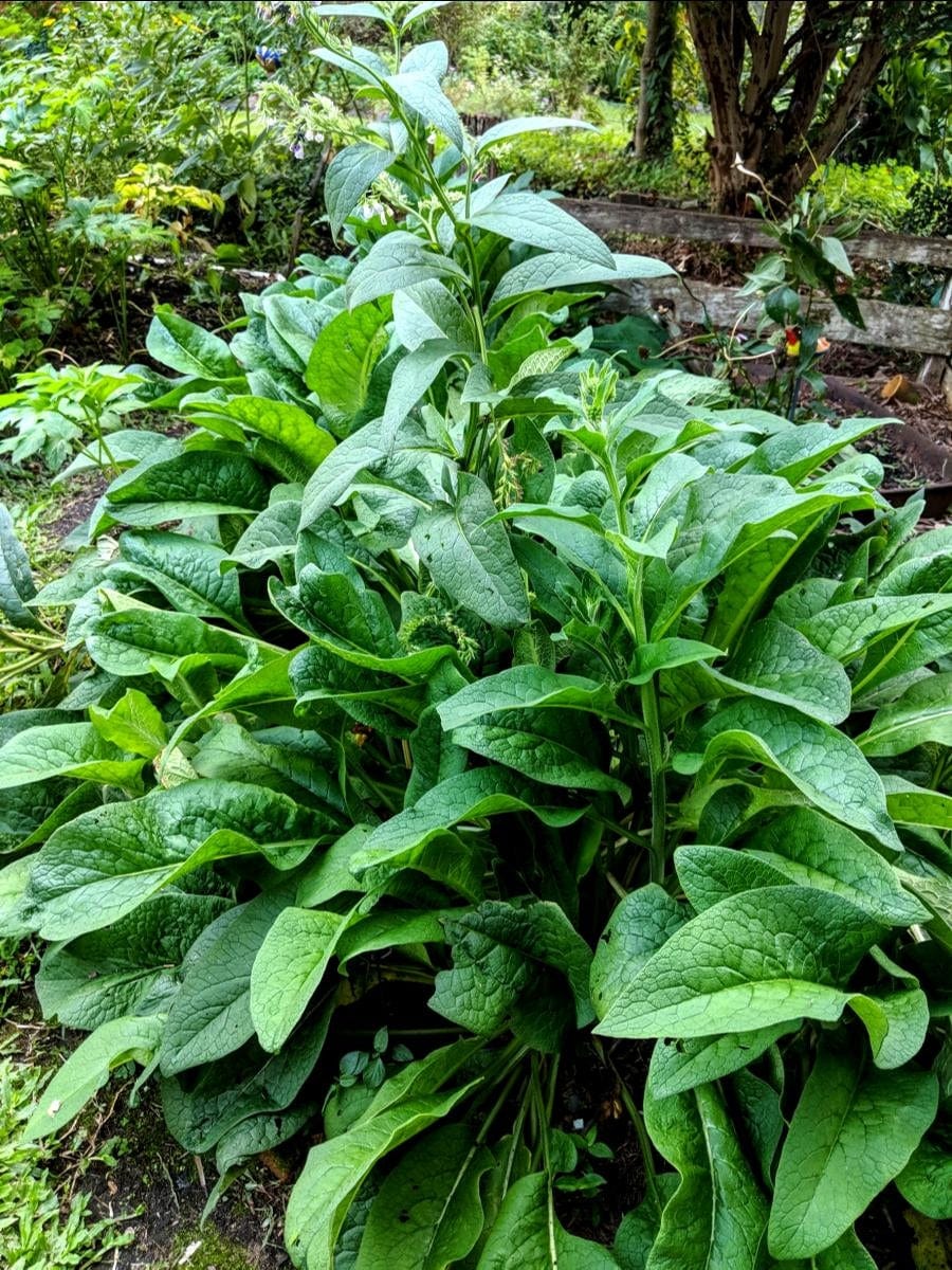comfrey growing in the garden