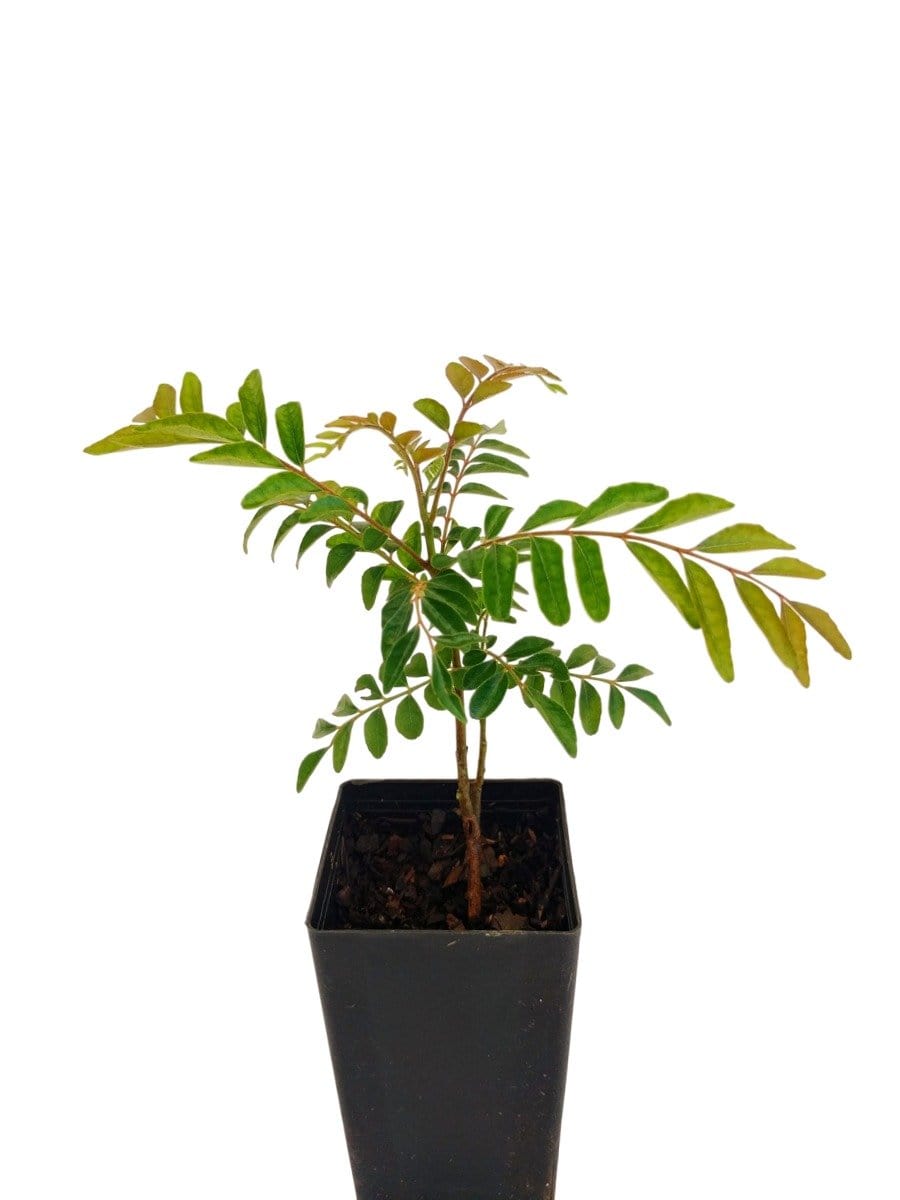 Curry Leaf Tree