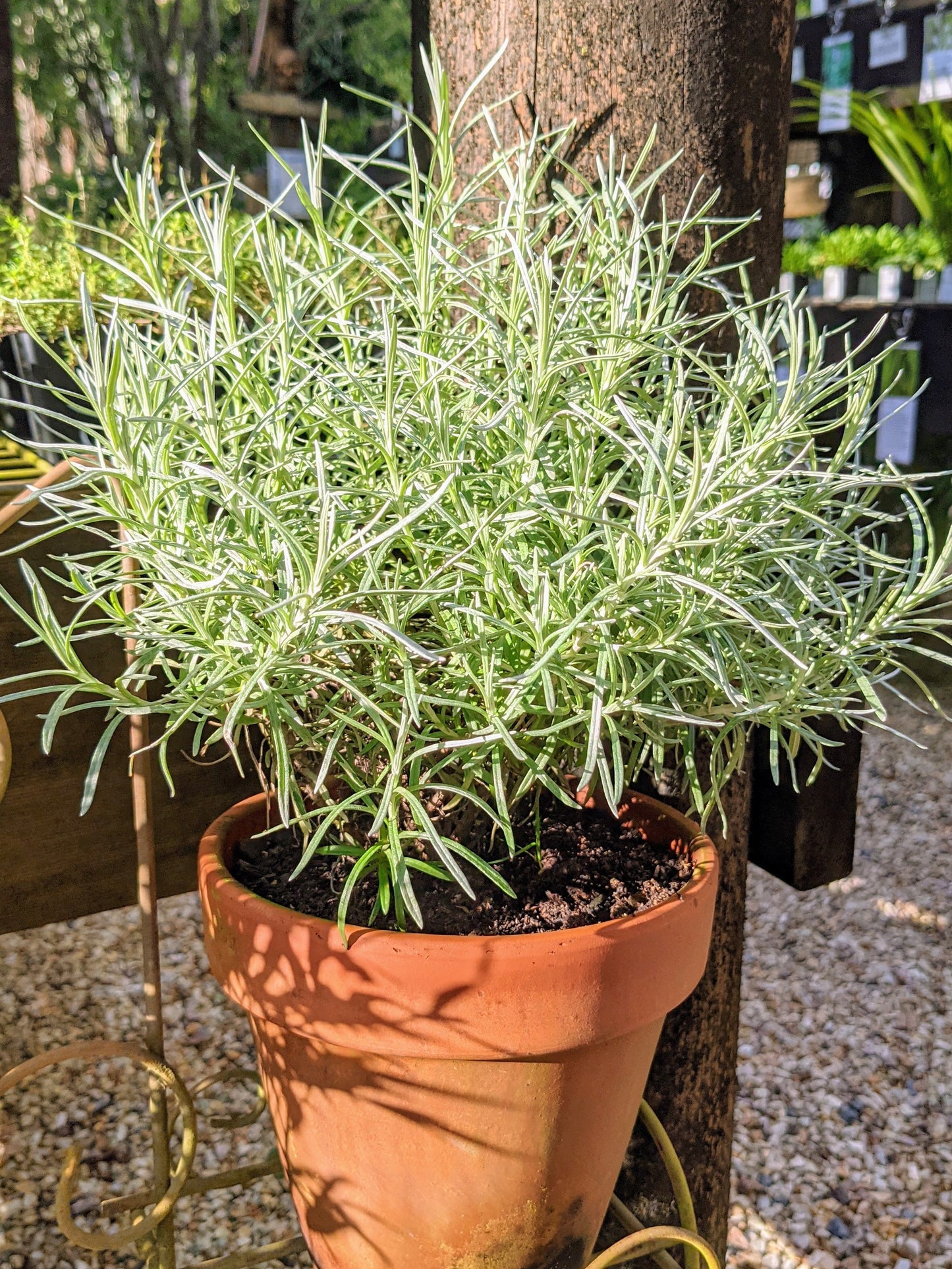 Curry Plant
