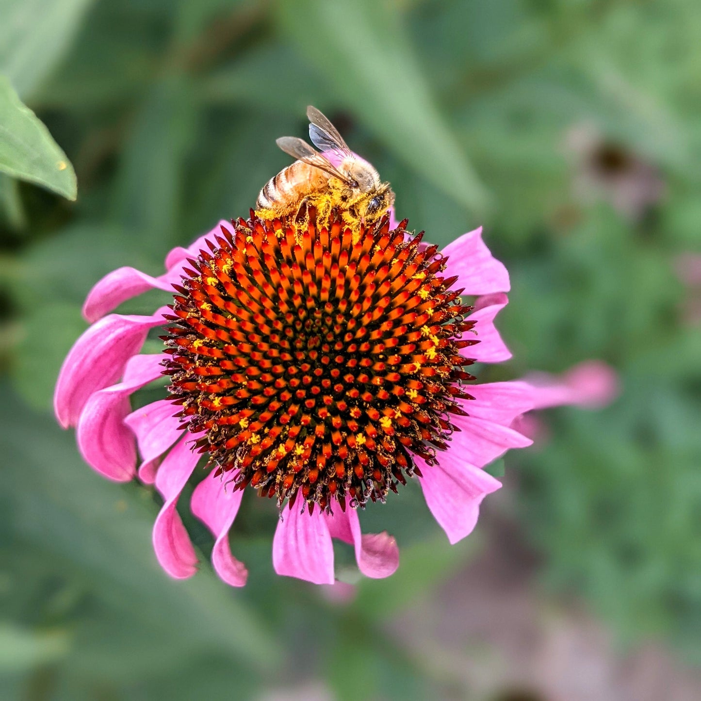 echinacea flower
