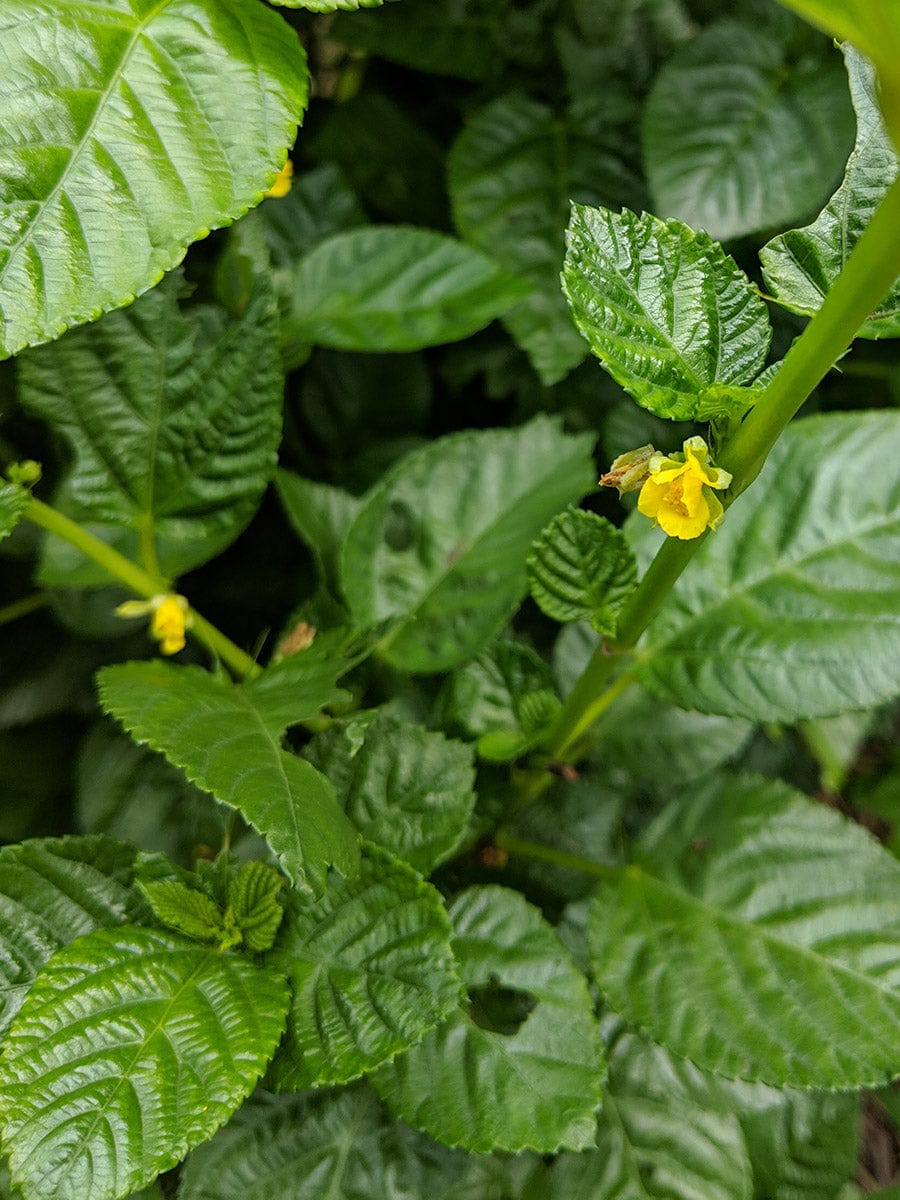 Egyptian Spinach