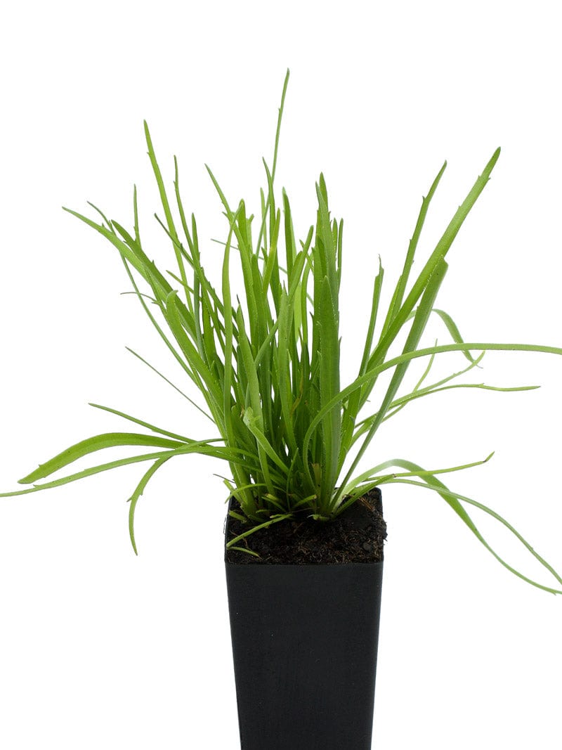 Erba Stella