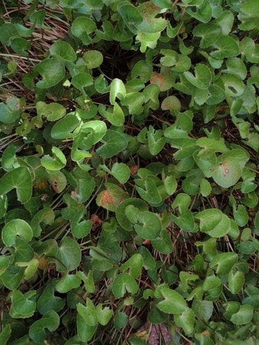 Gotu Kola growing in the garden