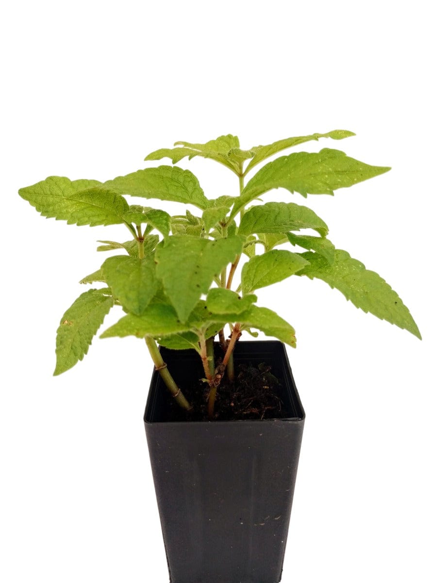 Gravelroot