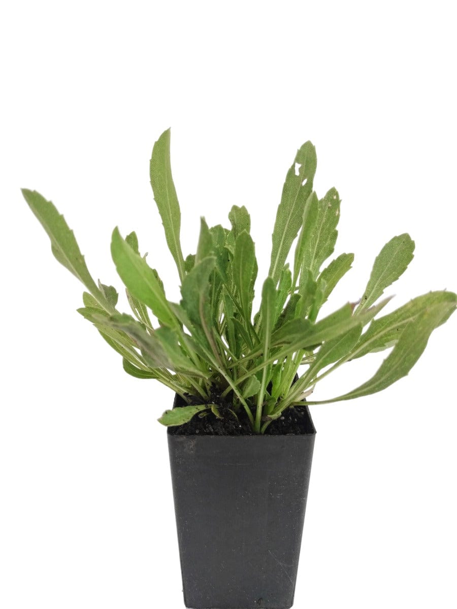 Grindelia