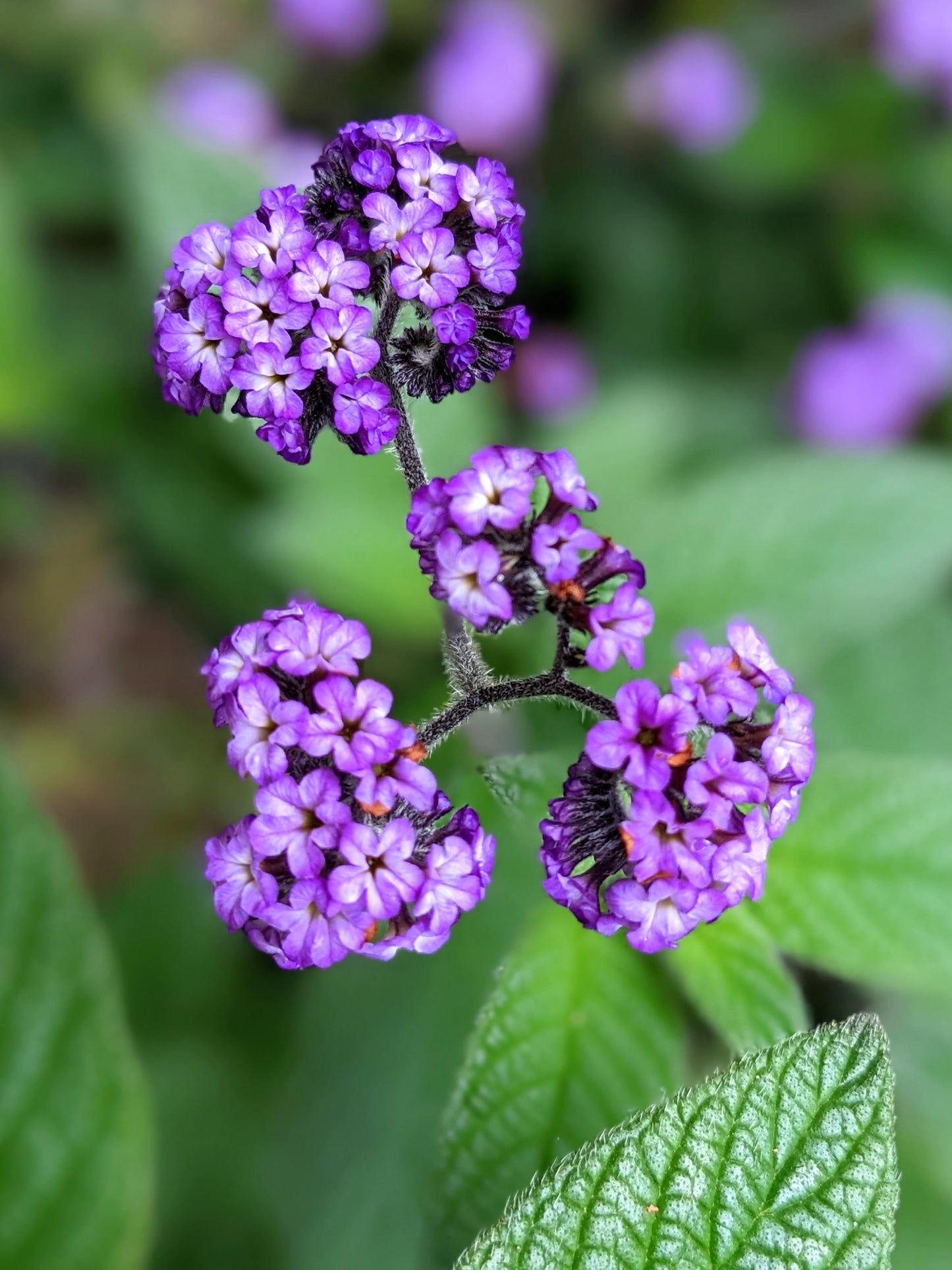 Heliotrope - Lord Robert