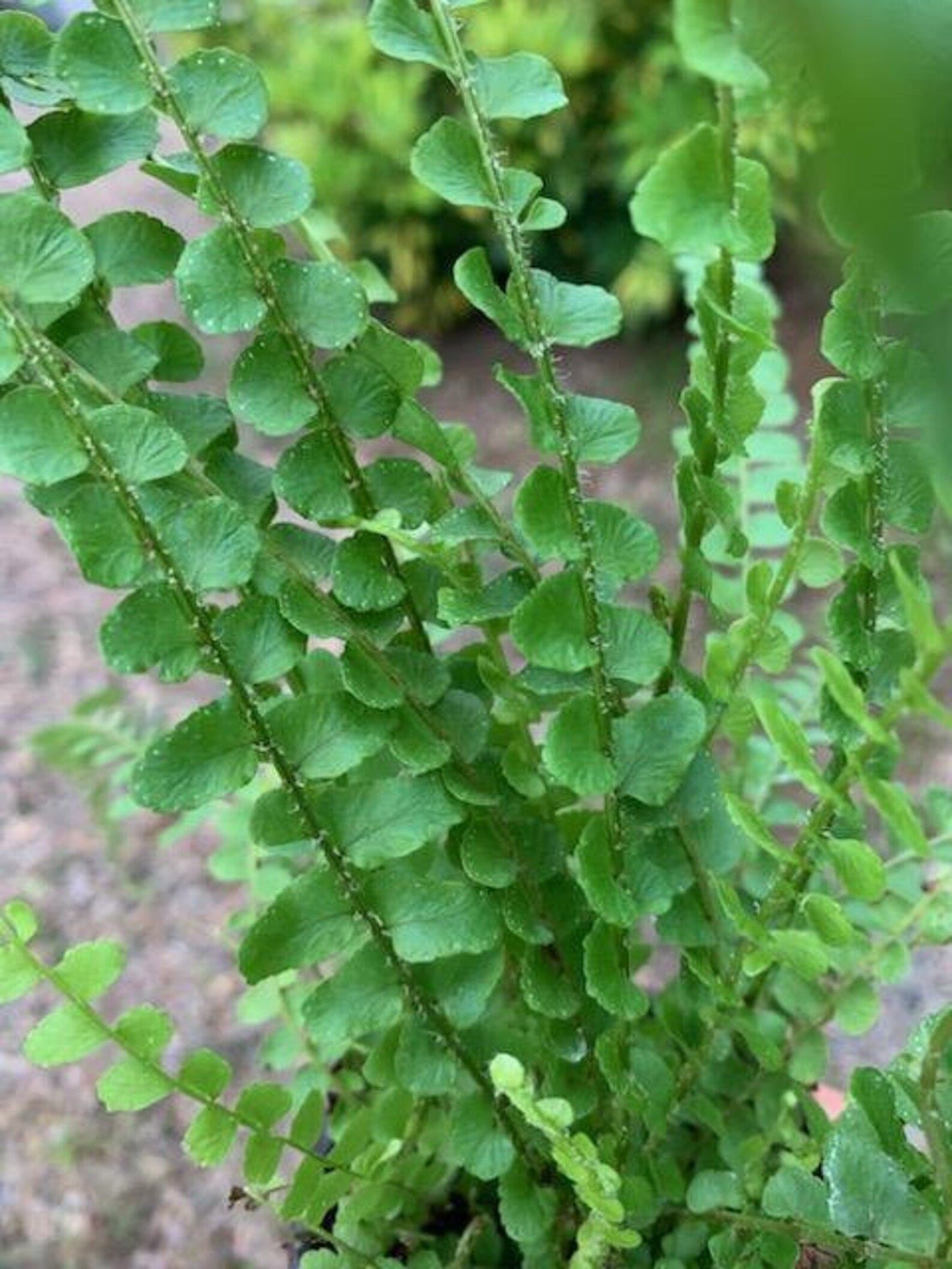 Lemon button fern